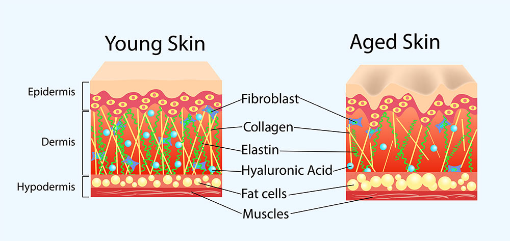 celllayers